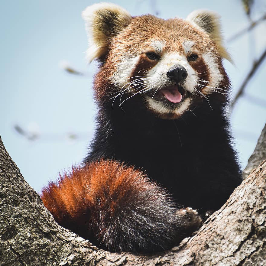 roter Panda, Katzenbär, Bärenkatze, ailurus fulgens, Raubtier, Säugetier, Himalaya, Südwestchina, Zoo, Hellabrunn