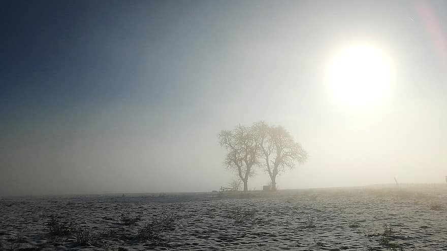 pole, śnieg, mgła, słońce, światło słoneczne, drzewa, trawa, mglisty, zimowy, mróz, mrożony