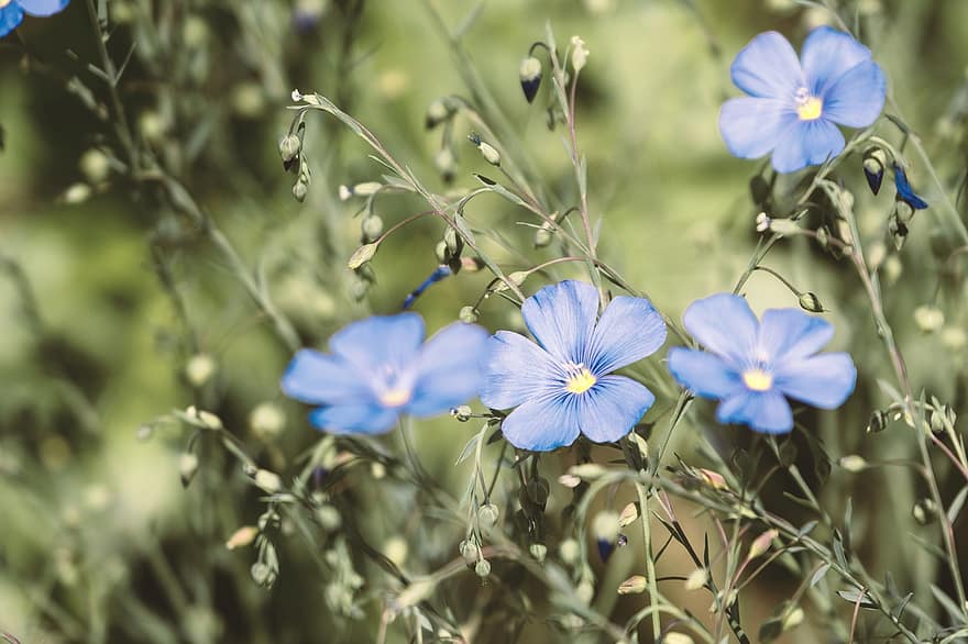 flor, lein, Staudenlein, lino azul, azul, blanco, linum, prado de flores, flores celestes, mágico, lino perenne