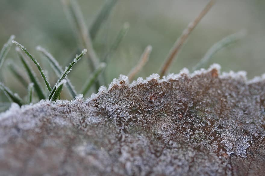 blad, isnende, rimfrost, frost-, matteret, istapper, Frosset, vinter, iset, struktur, natur