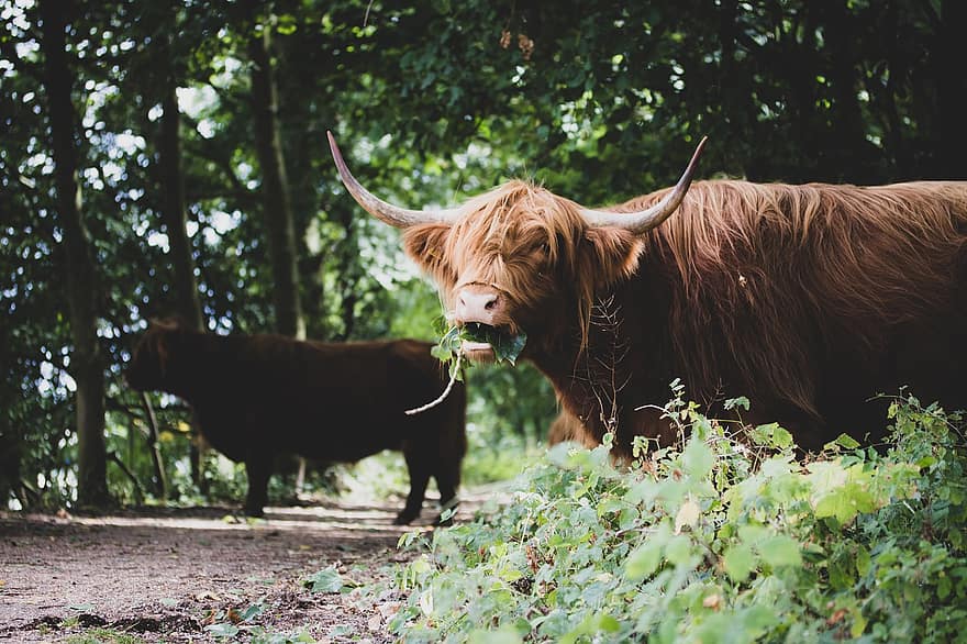 Highland Cattle, Cow, Cattle, Animal, Mammal, farm, rural scene, agriculture, grass, meadow, livestock