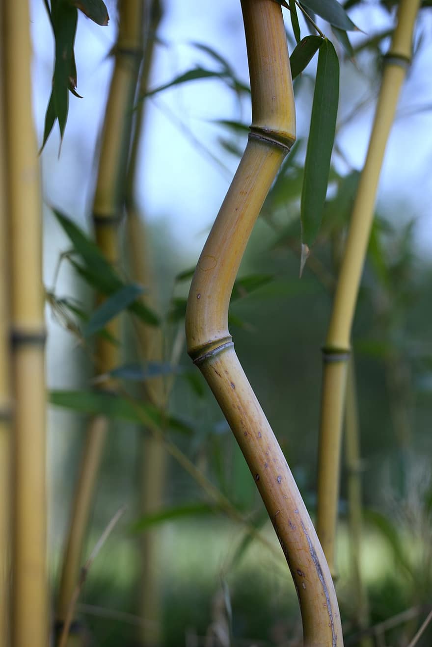 бамбук, наблизо, бамбукова гора, растение, листа, растеж, гора, листо, зелен цвят, клон, дърво