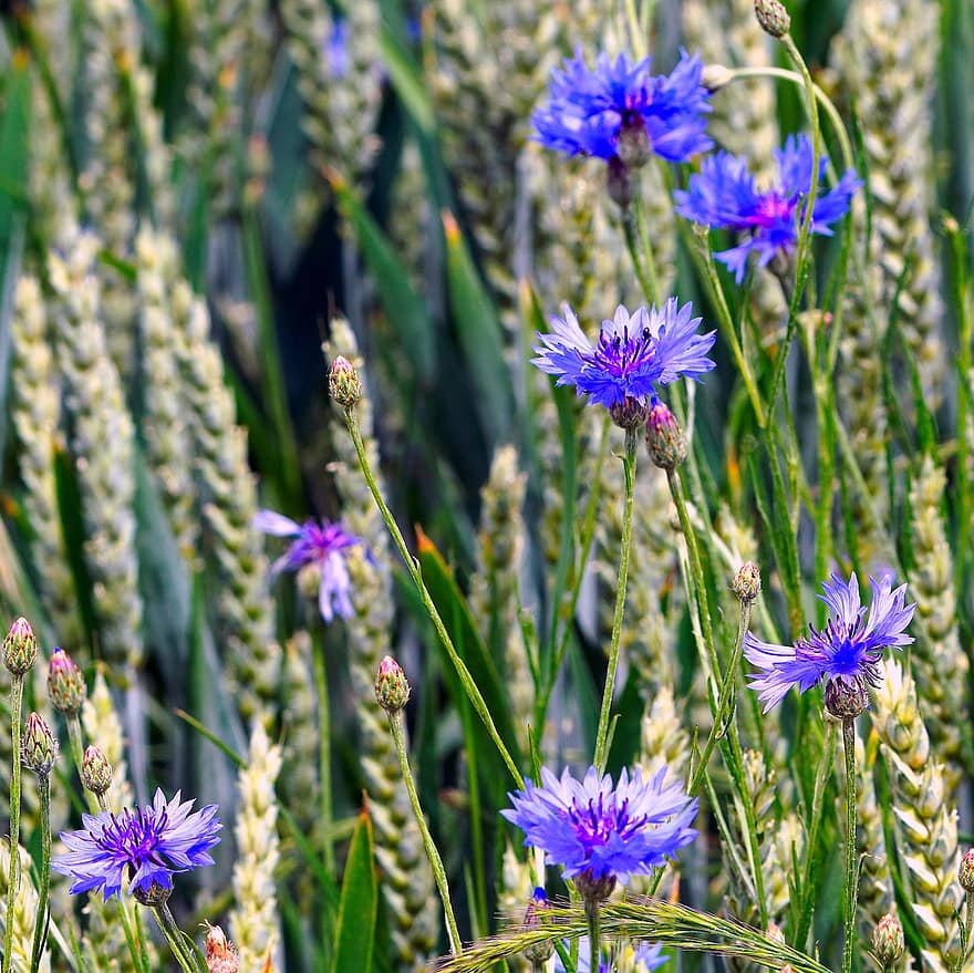 Cornflowers, Cornfield, Field, Flower, Nature, plant, summer, close-up, purple, green color, meadow
