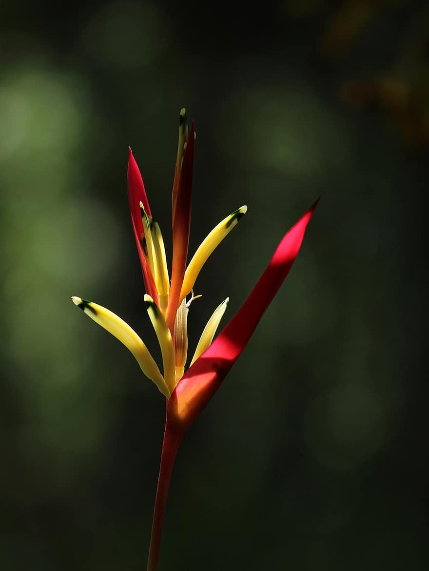 kerala, Indie, květ
