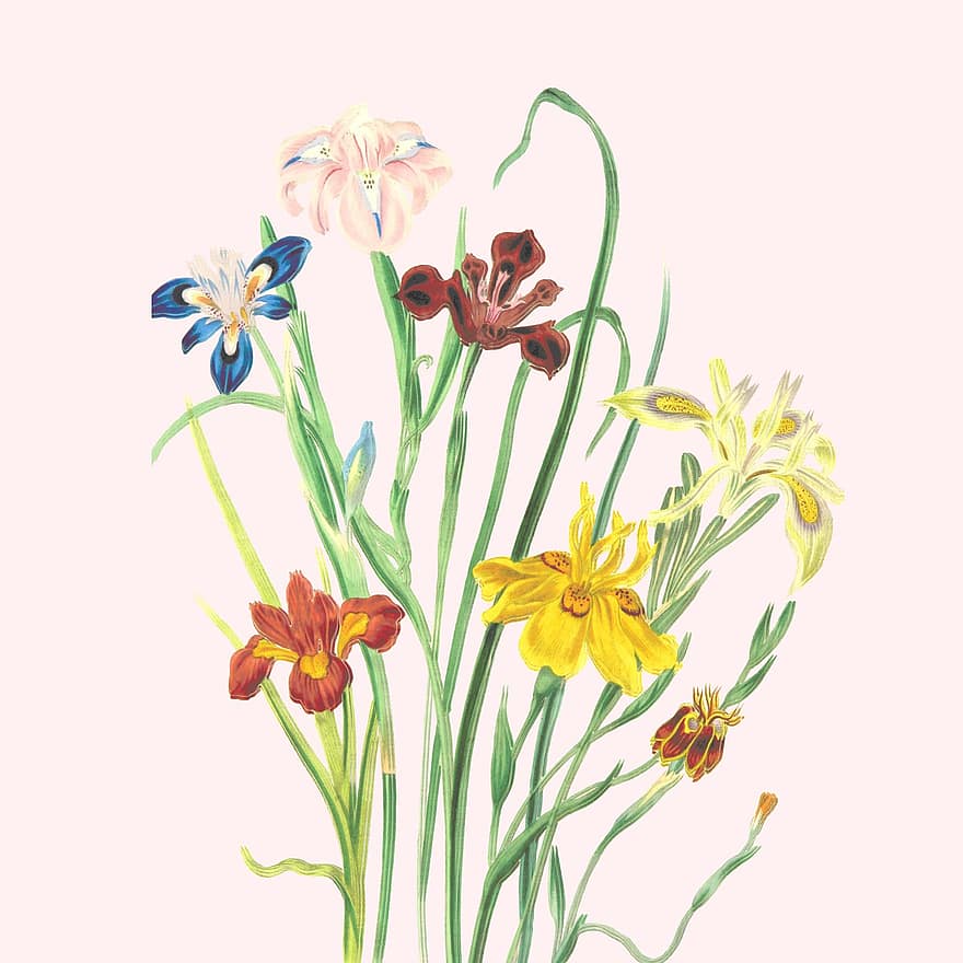 초원 꽃, 꽃들, 미술, 꽃, 성장, 그림