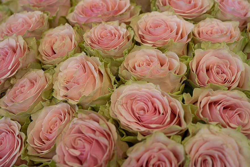 квітка, троянди, кохання, цвіте, весна, день святого Валентина, день матері, Квіткові привітання, букет, рожевий колір, пелюстка
