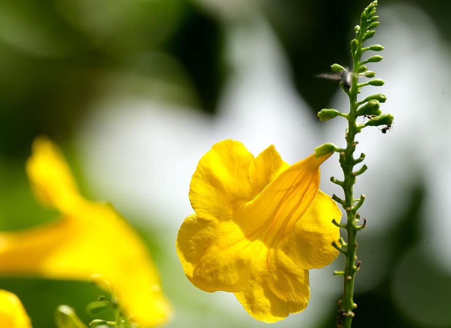 Tecoma Stan, цветок, Флора