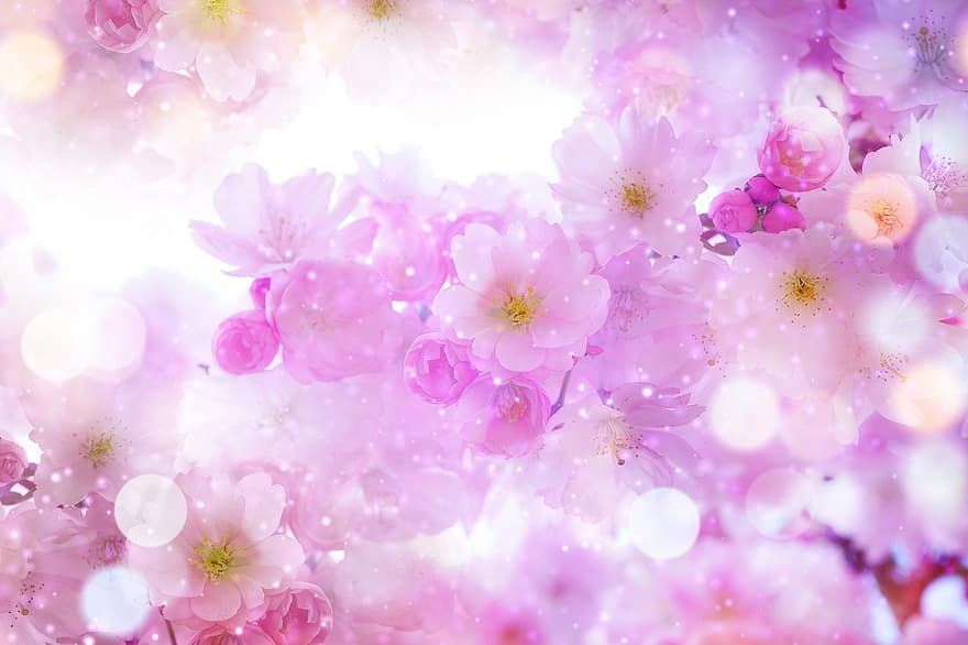 Цветение вишни, цветы, весна, розовые цветы, сакура, цветение, ветка, дерево, природа, крупный план, обои на стену