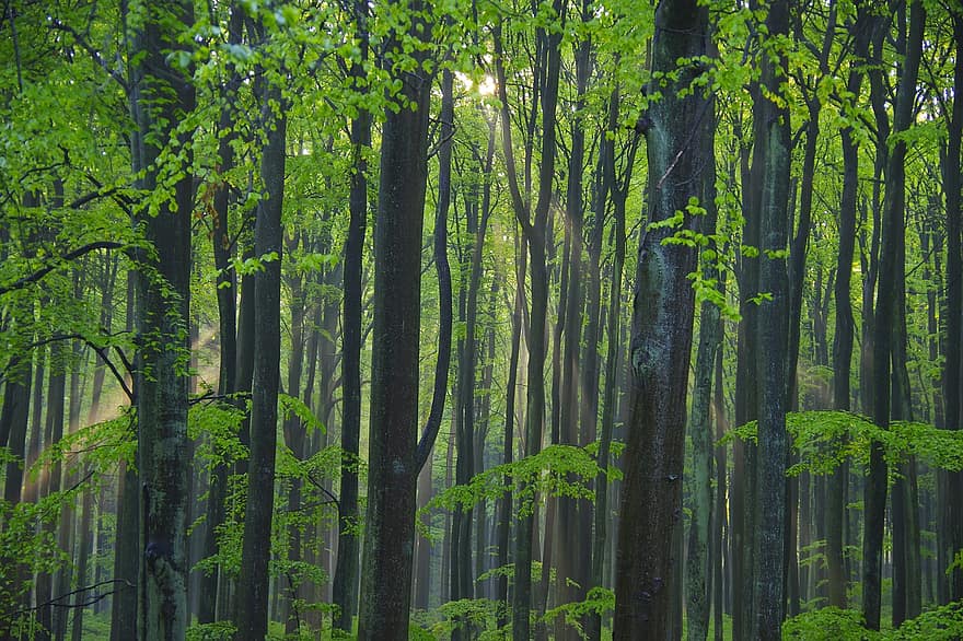 les, Příroda, zelená, stromy, strom, slunečního světla
