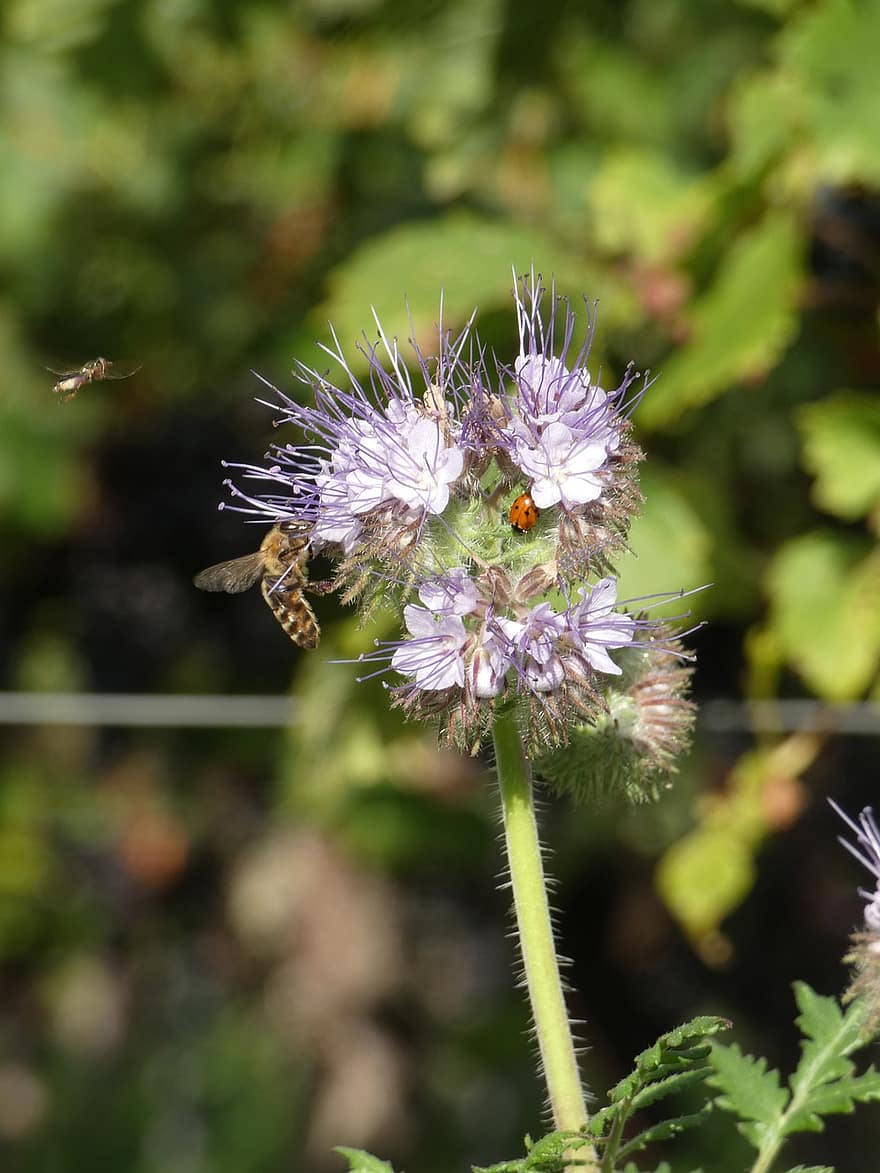 花、蜂、受粉、昆虫、昆虫学、咲く、自然、てんとう虫、工場