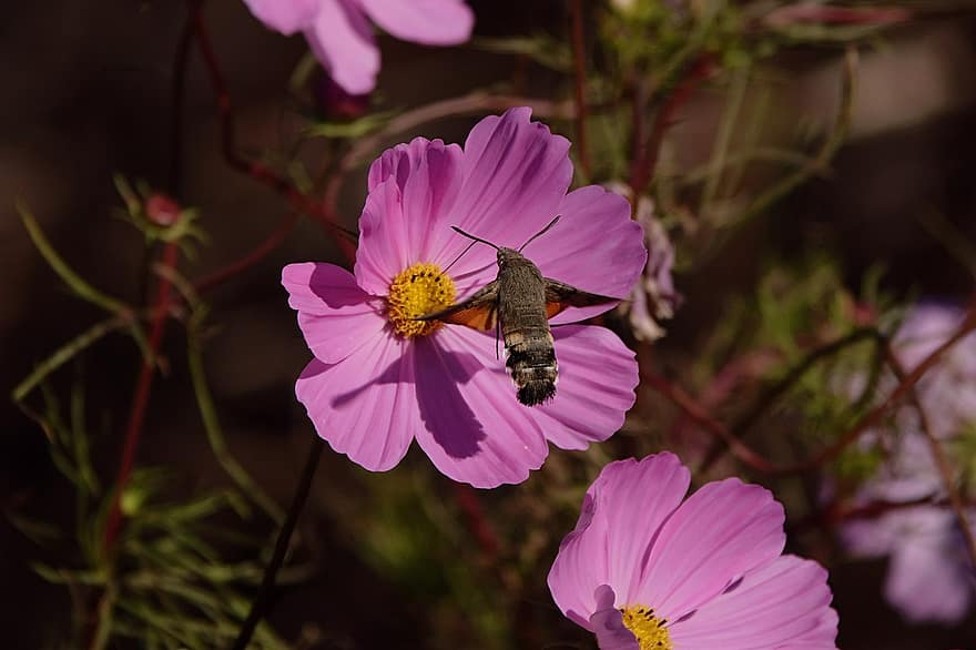 ハチドリ蛾、受粉、ピンクの花、昆虫、蜜を集める、花粉媒介者、フラワーズ、庭園、花、閉じる、工場