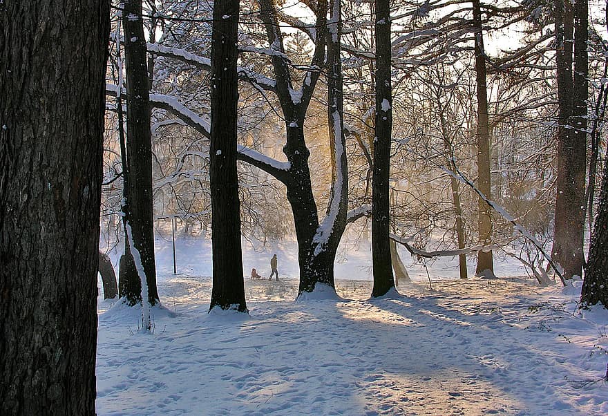 kereta luncur, pohon, hutan, anak, salju, musim dingin, musim, pemandangan, embun beku, cabang, trotoar