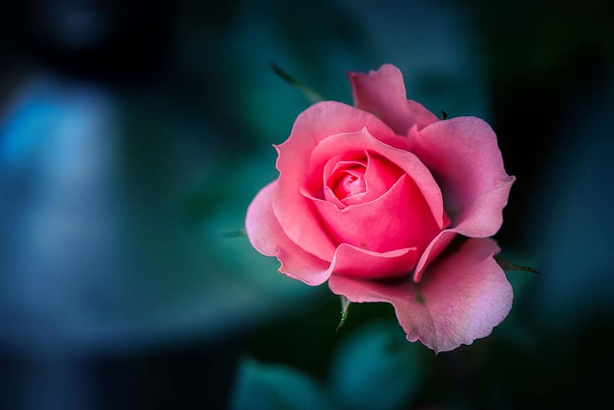 троянда, рожевий, кохання, квітка, весілля, природи, день народження, цвітіння, день святого Валентина, романтика, цвітіння троянди
