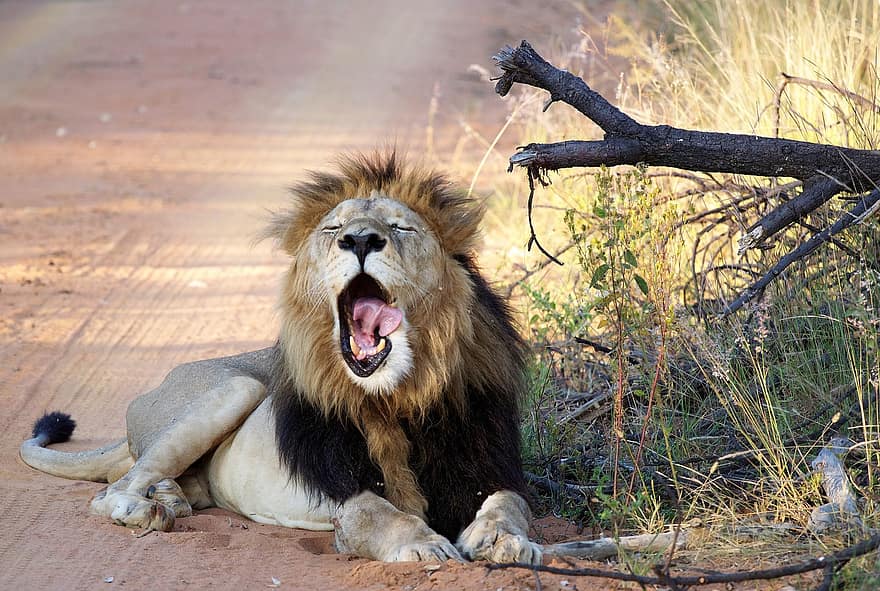 ライオン、あくび、目を覚ます、疲れた、眠いです、野生動物、サファリ、口、安静、休憩するライオン