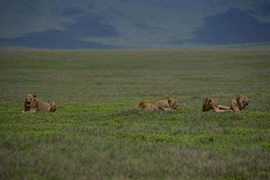 λιοντάρια, των ζώων, χαίτη, θηλαστικά, θηρευτής, άγρια ​​ζωή, σαφάρι, φωτογραφία άγριας φύσης, ερημιά, Αφρική, άγριος