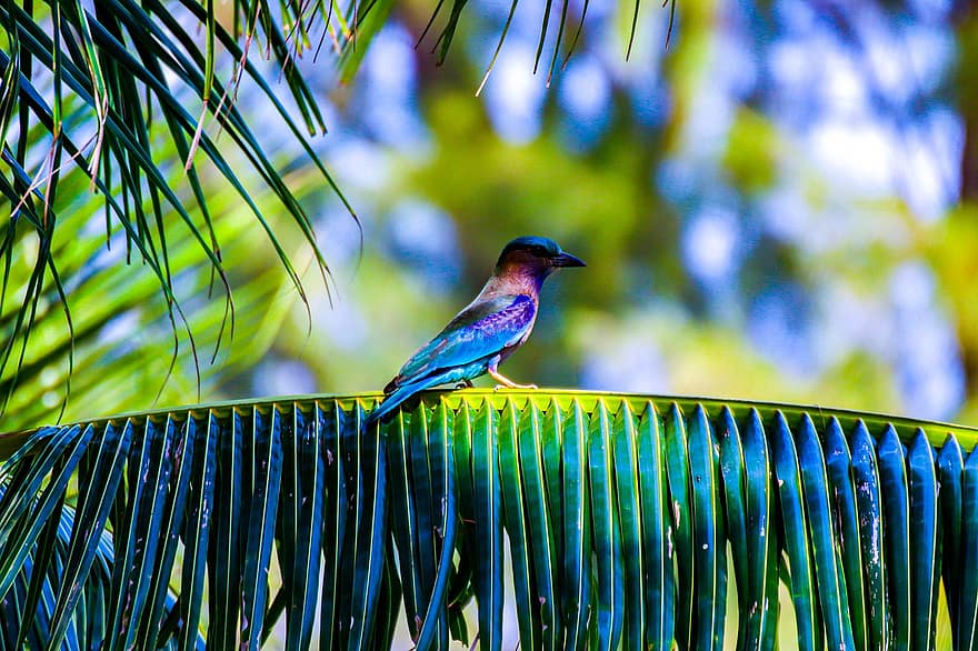 Kingfisher, Bird, Palm, Perched, Branch, Leaves, Animal, Wildlife, Feathers, Plumage, Plant