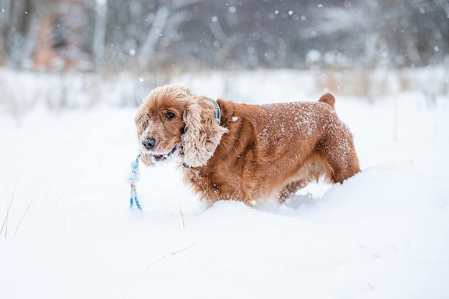Cocker, perro, nieve, jugando, corriendo, mascota, animal, Perro domestico, canino, mamífero, linda