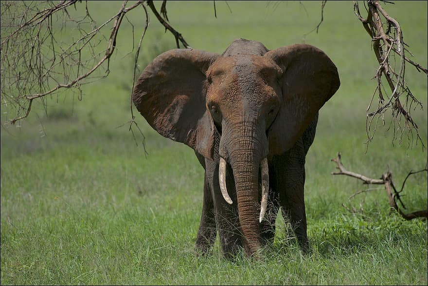 gajah, alam, margasatwa, binatang yg berkulit tebal, taman nasional tarangire, tanzania, binatang di alam liar, Afrika, hewan safari, Gajah Afrika, spesies langka