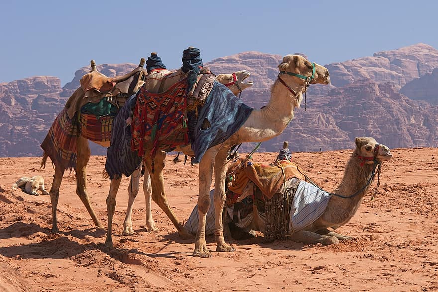 wielbłądy, pustynia, rum wadi, Jordania, ciepło, karawana, piasek