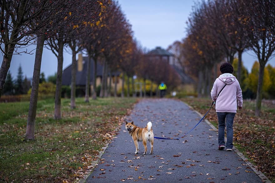 The Walker, Dog, Yellow Leaves, Autumn, People, Hairy, Foot, Street, Female