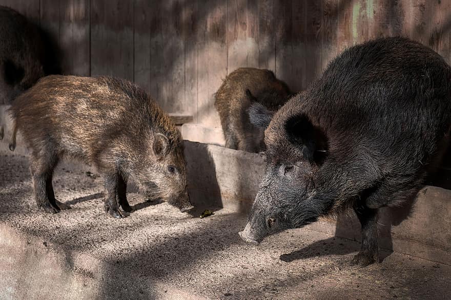 Wild Boars, Piglet, Sow, Family, The Manger, Wildlife Park, Animals, Bristles, Wild, pig, wild boar