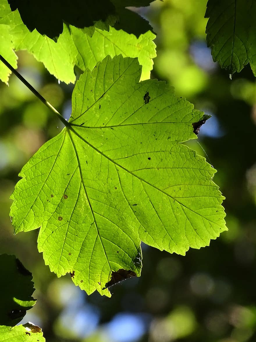 Maple, Leaf, Of The Sheet, Plants, Tree, Green, Leaves, Nature, Foreground, Bokeh, About