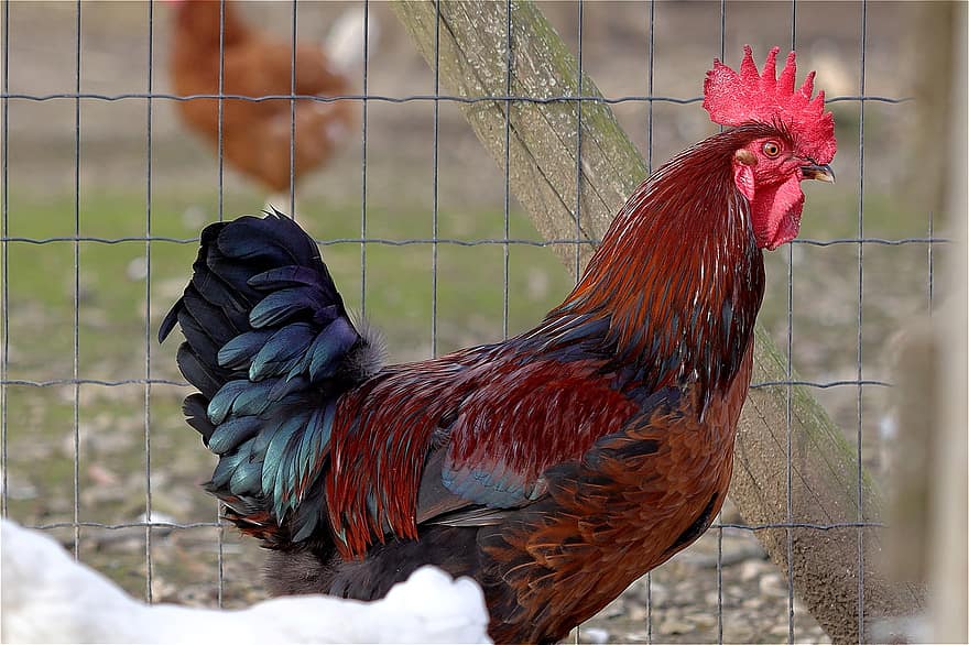 Chicken, Hahn, Cockscomb, Landfowl, Poultry, Bird, Plumage, Comb, Male, Red, Rooster Head