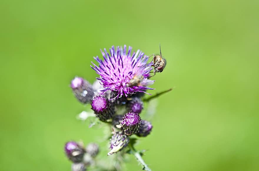 Thistle, Flower, Bee, Insect, Purple Flower, Bloom, Buds, Plant, Meadow, Garden, Nature