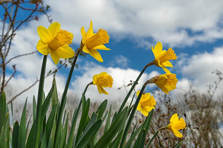 Daffodils, Flowers, Easter Bells, Yellow Flowers, Petals, Yellow Petals, Blossom, Bloom, Flora, Plants