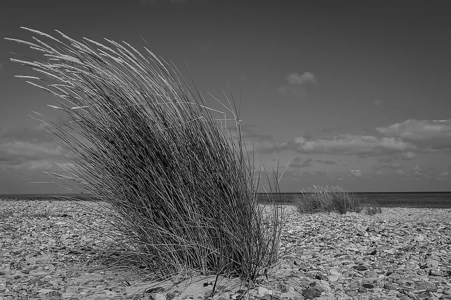 Beach Grass, Beach, Nature, Black-and-white, Rocks, Coast, Landscape, Sea, North Sea, Stones, Wind