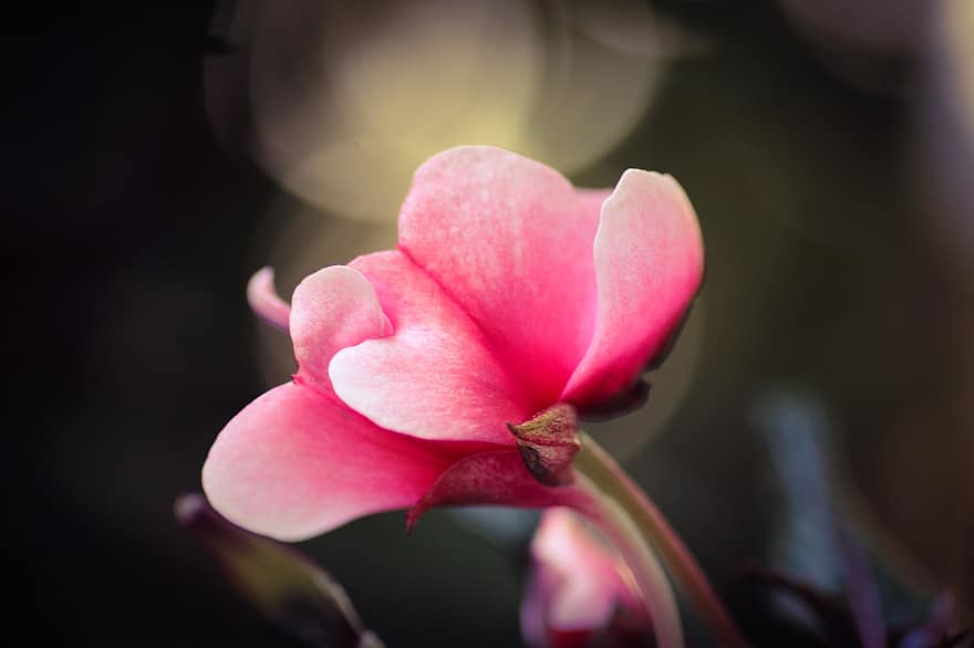 персидский цикламен, цветок, завод, розовый цветок, лепестки, цветение, Флора, двор, природа, крупный план, лепесток