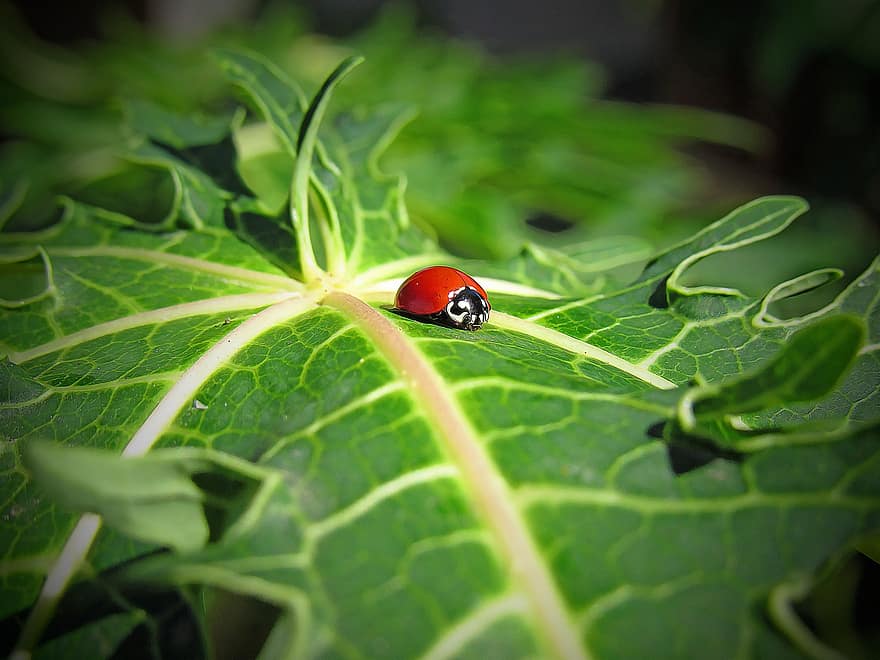 Ladybug, Insect, Ladybird Beetle, Entomology, leaf, green color, close-up, plant, macro, summer, springtime