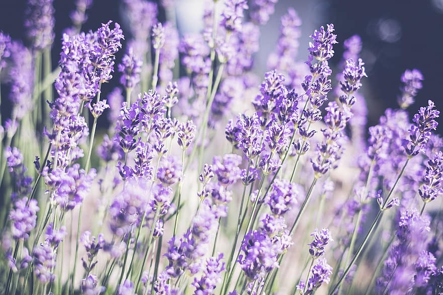 lavender, bunga, provence, bunga-bunga, musim panas, ungu, taman, Rempah, violet, keharuman, bidang lavender