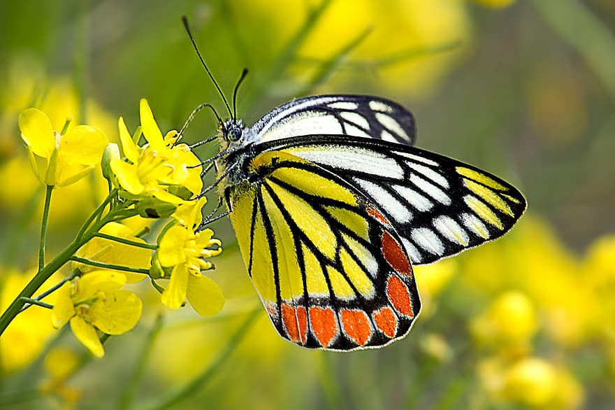 jezabel común, mariposa, insecto, amarillo, rojo, naranja, naturaleza, ala