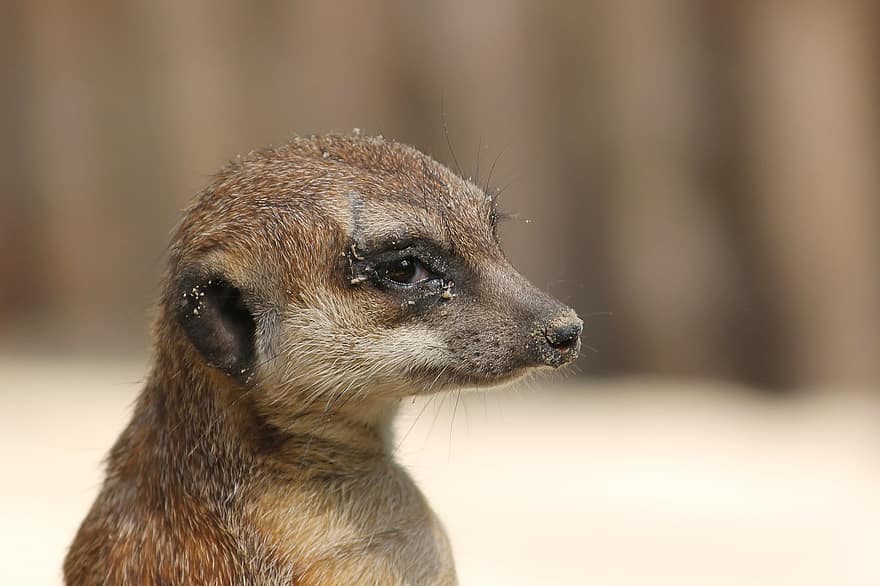 meerkat, mangustă, prădător, mamifer, scharrtier, activ, zwergmanguste, drăguţ, portret, față, curios