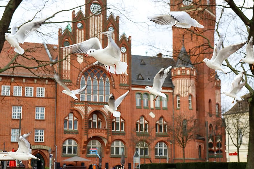 Seagulls, Birds, Town Hall, Köpenick, Gulls, Flying, Flock, Animals, Park, architecture, seagull