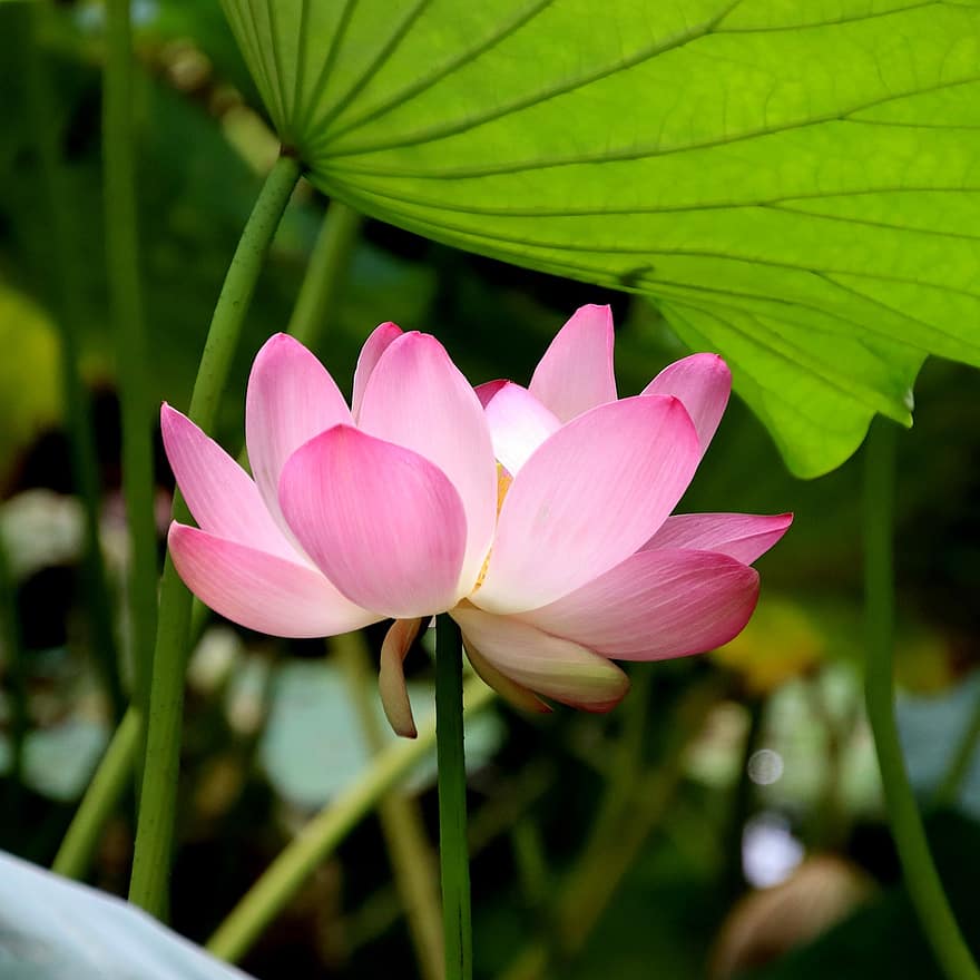 lotus, blomma, Lotus blomma, rosa blomma, kronblad, rosa kronblad, vattenväxter, flora, blad, växt, sommar