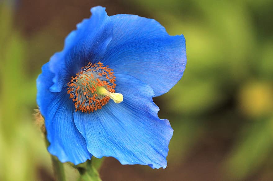 blaue Himalaya-Mohnblume, blaue Blume, Blütenblätter, Blume, Staubblatt, Stempel, Pollen, blaue Blütenblätter, Mohn, blühen, Flora