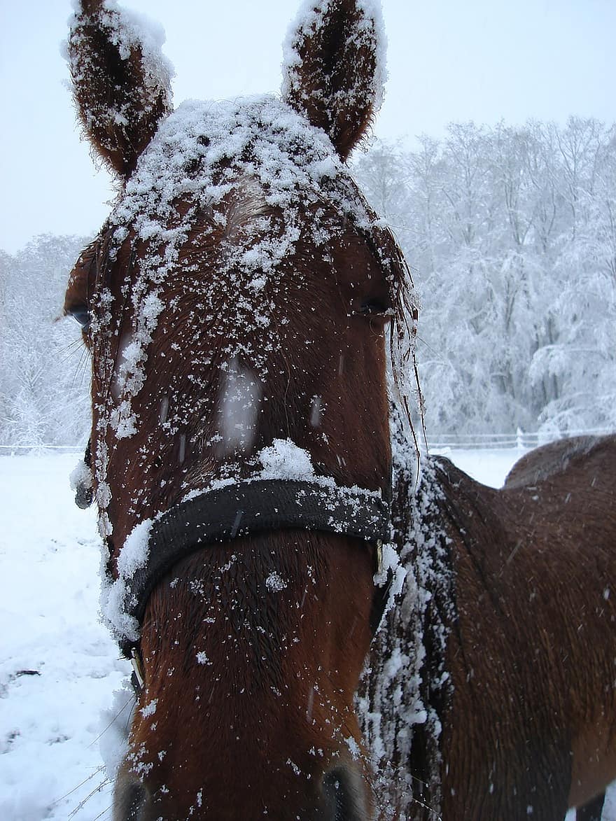 caballo, invierno, nieve, animal, equino, mamífero, granja, rancho