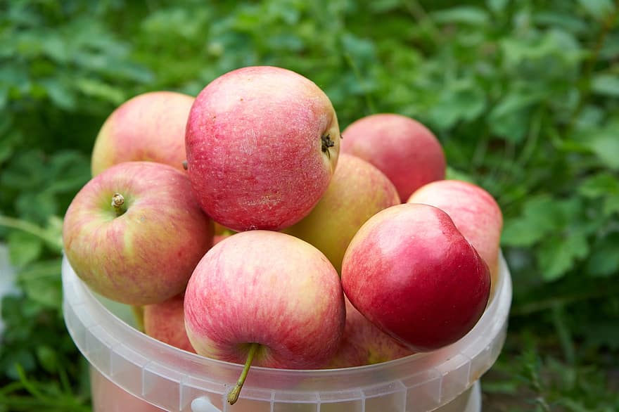 epler, hage, innhøsting, frukt
