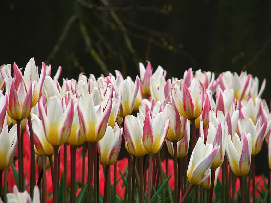 tulipany, kwiaty, ogród, płatki, płatki tulipanów, kwiat, kwitnąć, rośliny, flora, wiosenne kwiaty