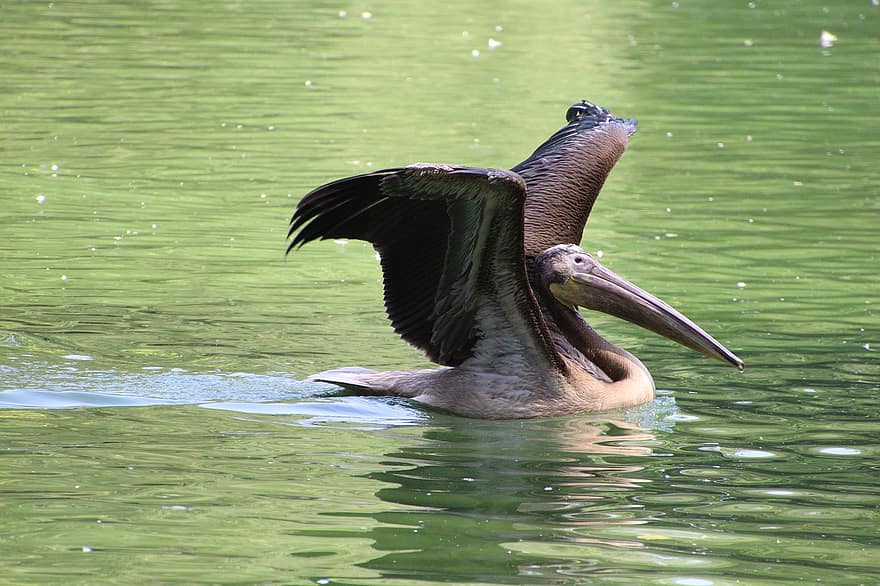 пеликан, хлопающий, озеро, коричневый пеликан, птица, водяная птица, водная птица, животное, фауна, пруд, природа