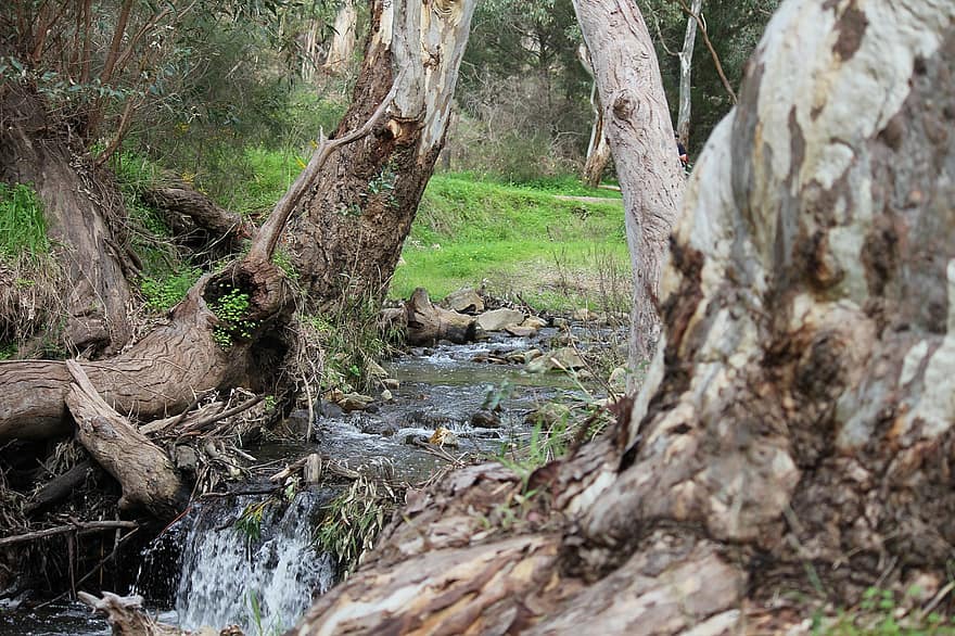 bäck, flod, strömma, bevarande, natur, Morialta, Australien
