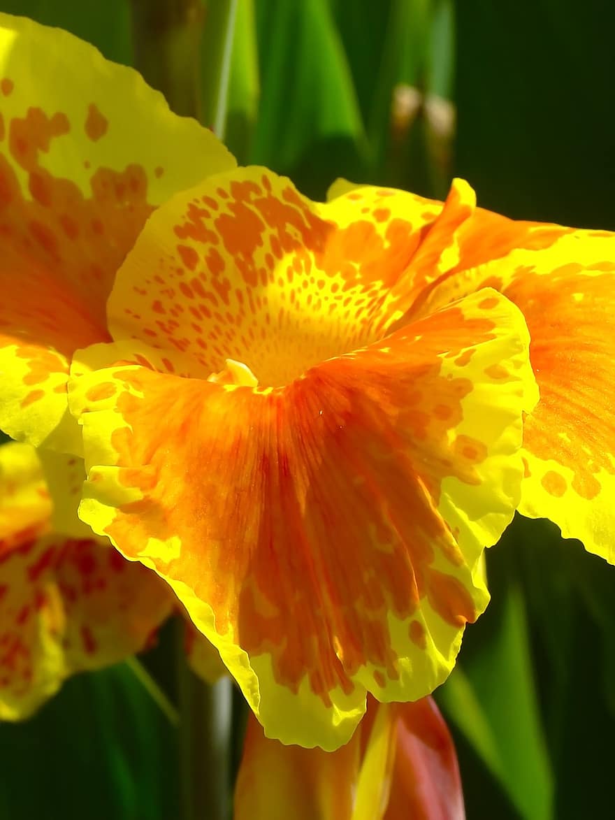 flor, Canna Lily, flor amarilla, jardín, naturaleza, macro, de cerca, planta, amarillo, verano, pétalo