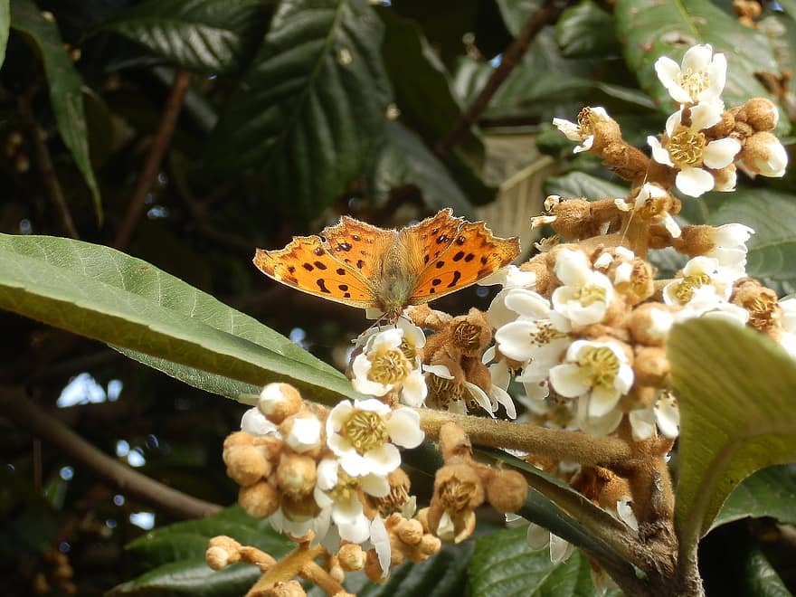 Nymphalidae, Kitateha, borboleta, nêspera