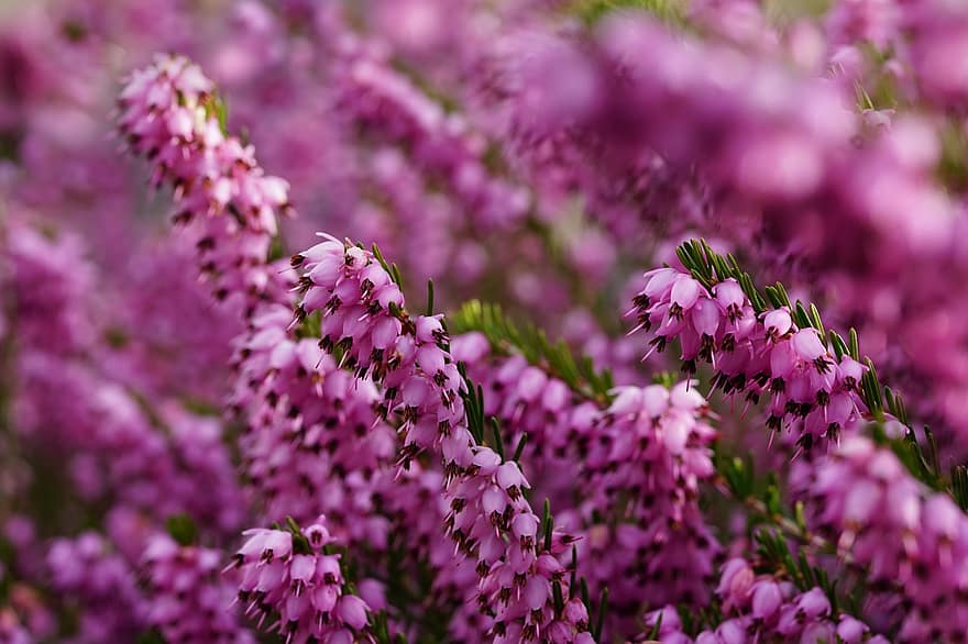 flores de brezo, brezo común, Flores moradas, las flores, jardín, macro, de cerca, planta, flor, púrpura, verano