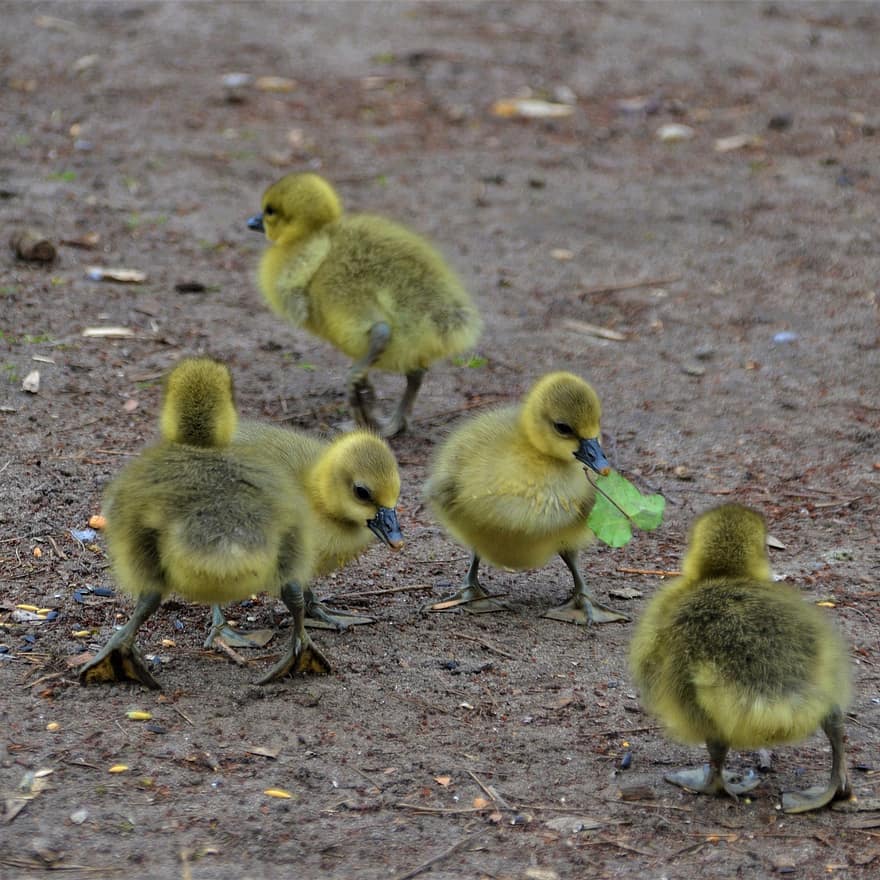 Goslings, Gosling, Chicks, Gray Geese, Geese, Birds, Waterfowl, Animals, Feather, Plumage
