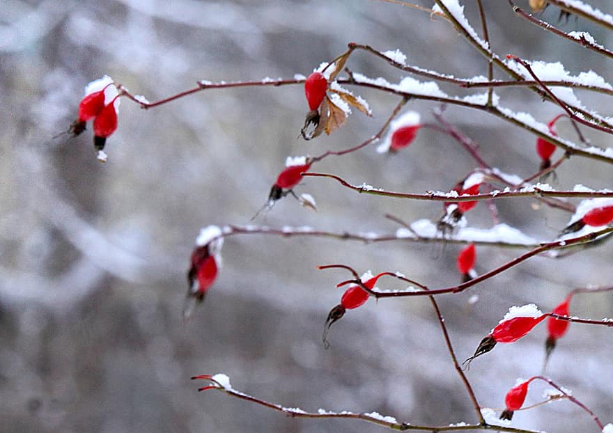 กุหลาบสะโพก, สาขา, หิมะ, ผลไม้, ผลไม้สีแดง, ผลเบอร์รี่, น้ำแข็ง, น้ำค้างแข็ง, แช่แข็ง, หนาว, ฤดูหนาว