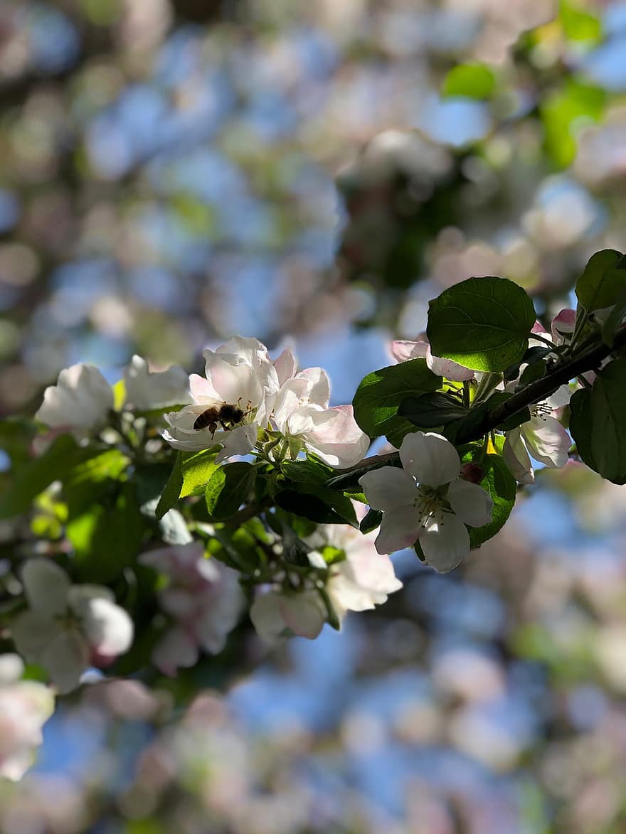 appel bloesem, bloemen, witte bloemblaadjes, bloemblaadjes, bloeien, bloesem, flora, lente bloemen, natuur, lente, detailopname