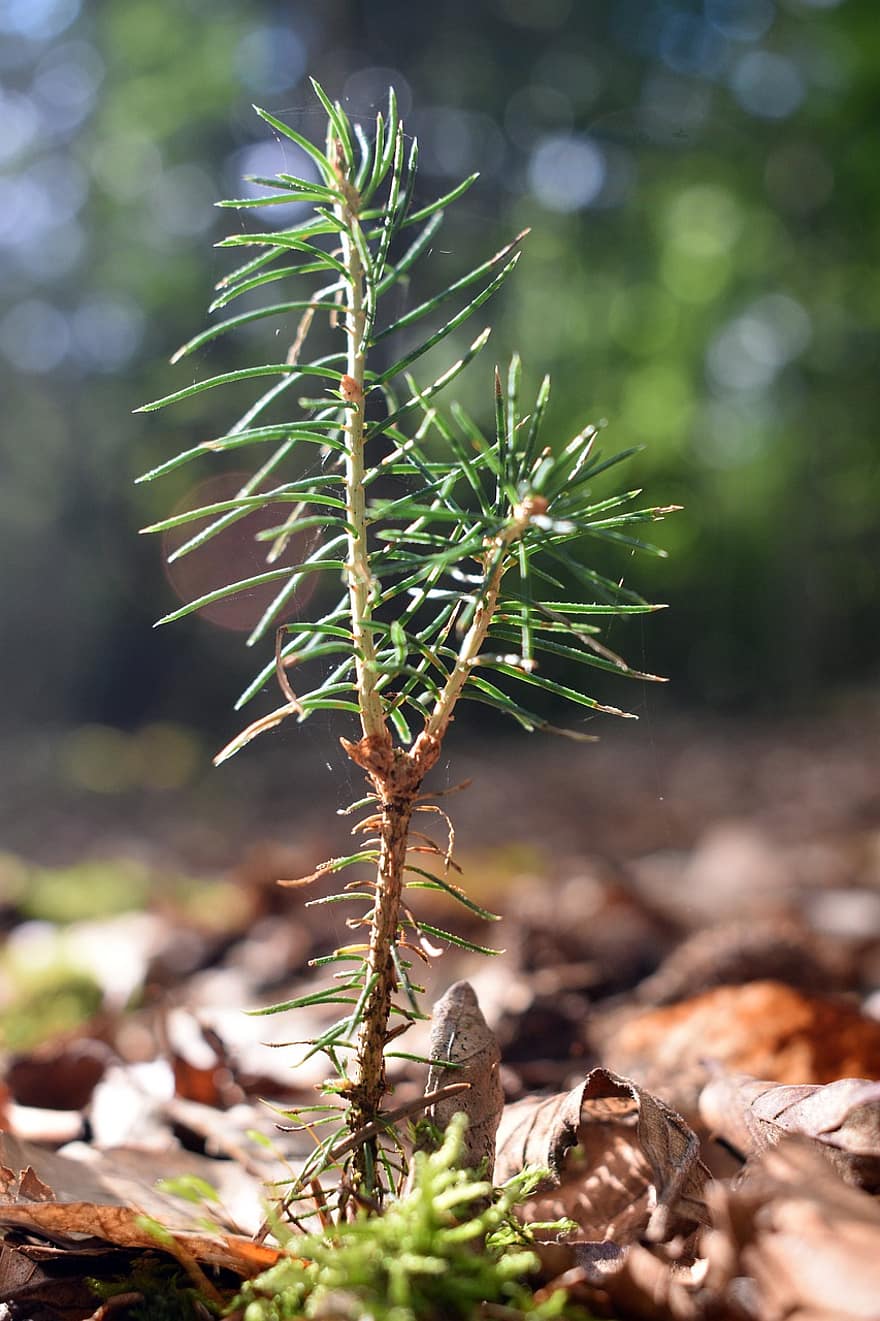 Pine, Plant, Sapling, Seedling, Young Plant, Needles, Leaves, Forest, Nature